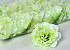 Rose D10cm Vert