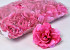 Rose D10cm Pink
