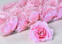 Rose D10cm Light Pink