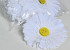 Gerbera D15cm Blanc