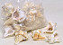 Muscheln White Mulli 1Kg