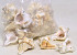 Shells White Mulli 1kg