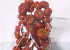 Pumpkin Red 125gr. 3-4cm
