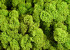 Reindeer Moss Lime Green Kg