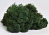 Reindeer Moss Dark Green 40g.