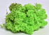 Lichen stabilisé Vert Clair 40gr.