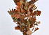 Oak Leaves Brown 50-60cm