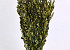 Buxus Groen 90cm 800gr.