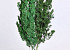 Asparagus Myrocladius Vert 200gr.