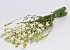Bouquet Delphinium Blanc 50cm
