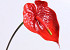 Anthurium  70cm-18cm Red
