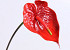 Anthurium 70cm-18cm Rood