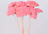 Achillea Parker Bright Pink 70cm