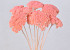 Achillea Parker Pastel Peach 70cm