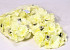 Hortensia Kop Geel D18cm
