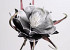 Foam Flower black, D 20cm