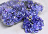 Hortensia Kop D14cm Blauw/Paars