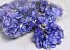 Hydrangea Head D14cm Blue/Purple