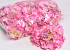 Hortensia Kop D14cm Roze