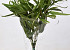Eucalyptus Globus 65cm