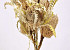 Banksia Speciosa 30-40cm