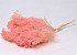 Broom Bloom Pastel Pink 50cm