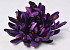 Chrysanthemum D17cm Purple