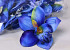 Orchidee Blau D14cm