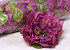 Peony D14cm Vintage Purple