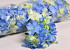 Hortensia Kop D14cm Blauw/Paars