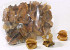 Combre Seeds 5-6cm