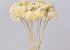 Achillea Parker Semi-Bleached 70cm