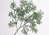 Artemisia Branch 45cm