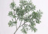 Tige d Artemisia 45cm