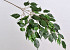 Ficus Exotica Branch 77cm