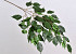 Tige de Ficus Exotica 77cm
