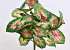 Caladium H40cm Green Red