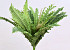 Boston Fern Large 41cm 26lvs