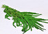 Amaranthus Caudatus Spring Grün 70cm