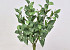 Fittonia Nerve Plant 33cm 