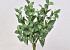 Fittonia Plant 33cm groen