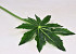 Aralia Blad D25cm L55cm