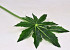 Leaf Aralia D25cm L55cm