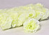 Rose D10cm Cream