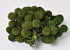 Plane Tree Pods Moss Green 15cm