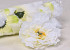 Peony D13cm White