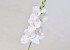 Gladiole D9cm Weiss