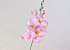 Gladiole D9cm Mauve