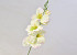 Gladiole D9cm leicht Grün