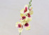 Gladiole D9cm Cream